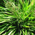 Cây bài hương có công dụng gì?