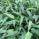 Vị thuốc đạm trúc diệp có tác dụng gì?