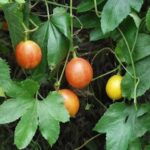 Công dụng của cây qua lâu