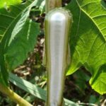 Dược liệu thông thảo có tác dụng gì?