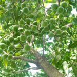 Các công dụng của cây mắc ca
