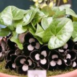 Công dụng của cây hoa tiên
