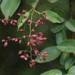 Tác dụng của cây rung rúc