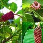 Tìm hiểu công dụng cây ba đậu tây