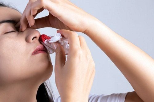 Long nha thảo trị chảy máu cam do nóng