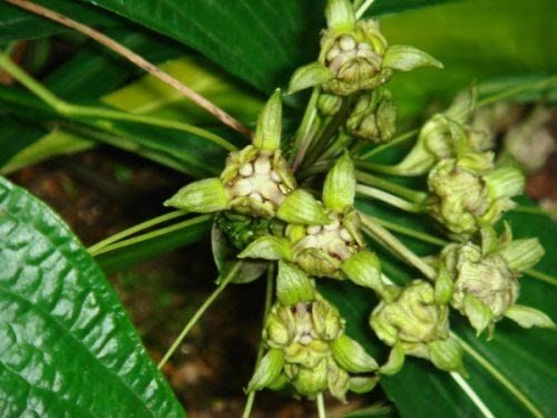 Cây hồi đầu thảo với đặc điểm có hoa mọc thành từng cụm ở kẽ lá