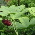 Công dụng cây bát giác liên