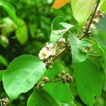 Cây tơ mành có tác dụng gì?