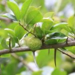 Tác dụng của cây mỏ quạ