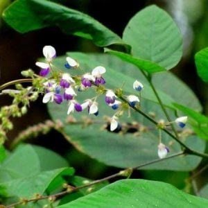 Giải đáp cây cổ bình chữa bệnh gì?
