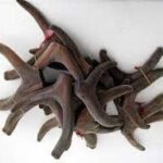 Tác dụng chữa bệnh của lộc giác giao