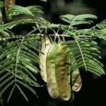 Công dụng cây sóng rắn