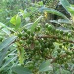 Công dụng của cây mang tiêu