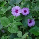 Công dụng chữa bệnh của cây tầm sét