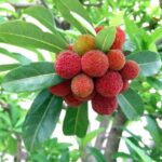 Cây dâu rượu có tác dụng gì?