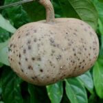 Cây đài hái có tác dụng gì?