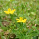 Tác dụng của cây nọc sởi