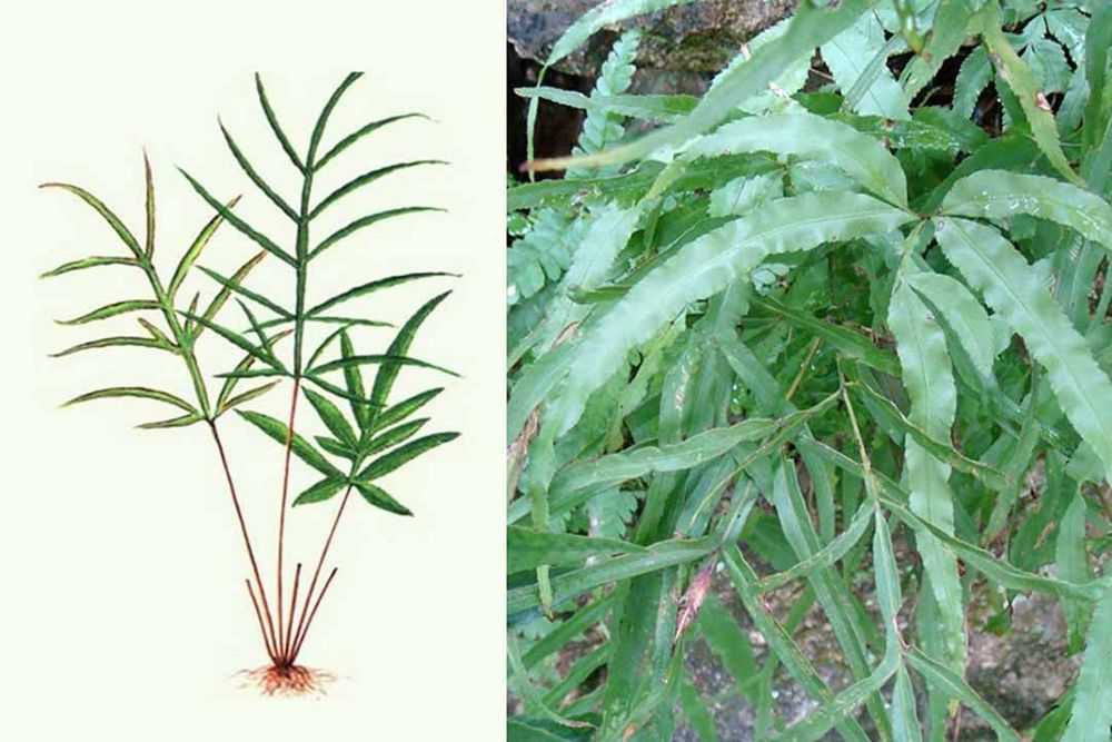 Đặc điểm nhận dạng cỏ seo gà