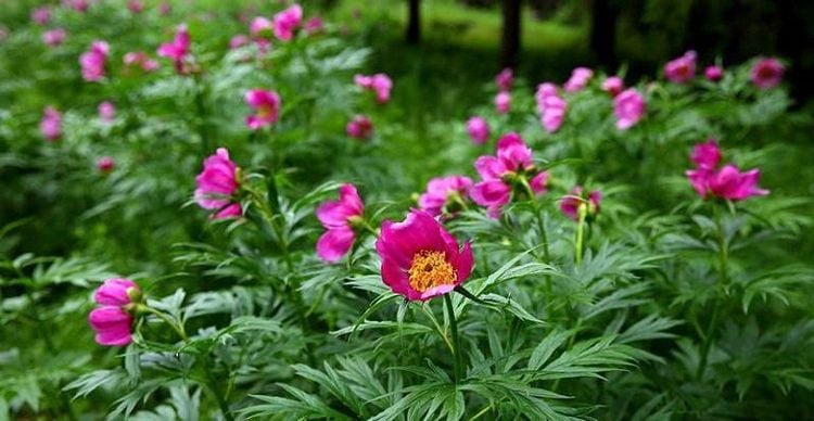 Hình ảnh dược liệu xích thược dùng trong Đông Y