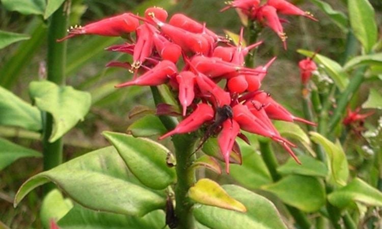 Thuốc giấu là vị thuốc có vị chua, tính hàn, có độc