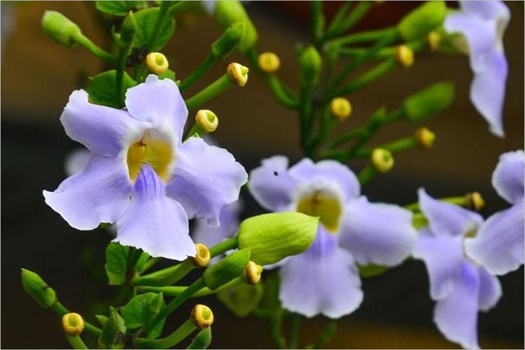 Cây bông báo là một vị thuốc Y học cổ truyền có thể hỗ trợ điều trị bệnh lý