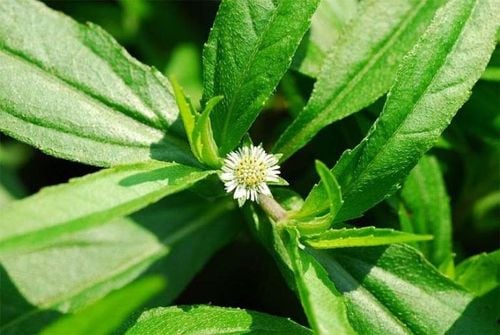Hình ảnh cây nhọ nồi chữa đau dạ dày