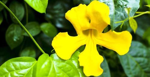 Cây vuốt mèo có một số tác dụng rất tốt trong hỗ trợ điều trị bệnh