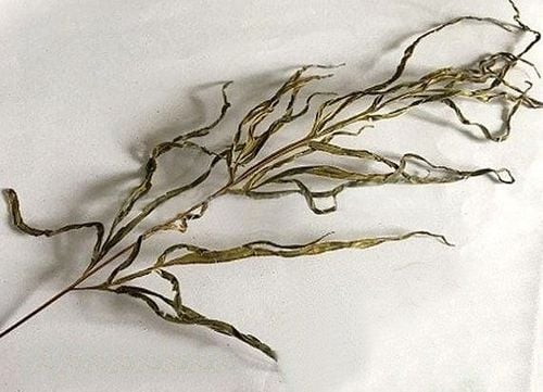 Cỏ seo gà được sử dụng trong Y học cổ truyền và nhiều lĩnh vực khác với những vai trò nhất định