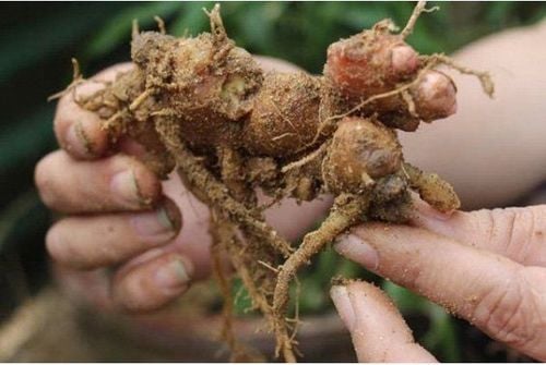 Gừng dại được sử dụng trong một số bài thuốc Y học cổ truyền