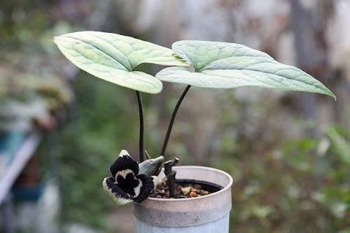 Đặc điểm nhận dạng của cây hoa tiên