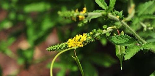 Long nha thảo còn được gọi là cỏ răng rồng, tiên hạc thảo