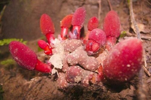 Tác dụng của cây tỏa dương là bồi bổ cơ thể, tăng cường sinh khỏe và sinh lý
