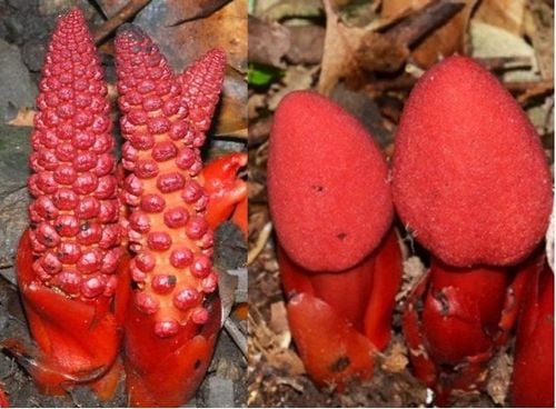 Tỏa dương có thể được sử dụng dưới nhiều dạng khác nhau