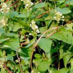 Lợi ích của hà thủ ô là gì?