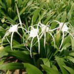 Trinh nữ hoàng cung có tác dụng gì?