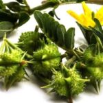 Lợi ích sức khỏe từ Bạch tật lê