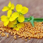 Tìm hiểu về vị thuốc bạch giới tử