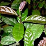 Uống xạ đen có giảm cân không?