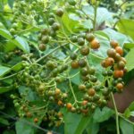 Quả xạ đen có tác dụng gì?