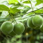 Quả la hán có tác dụng gì? Dùng hàng ngày có tốt không?