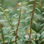 Vị thuốc thiết bì thạch hộc