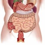 Tìm hiểu về lục phủ ngũ tạng trong đông y