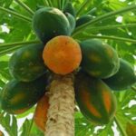 Cây đu đủ có tác dụng gì?