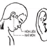 Vị trí và tác dụng huyệt Hòa Liêu
