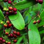 Thảo dược thổ phục linh có tác dụng gì?