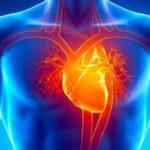Chức năng tạng tâm theo góc nhìn đông y