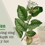 Cây xạ đen chữa bệnh gì?