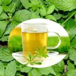Giảo cổ lam có tác dụng giảm cân không?