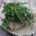 Cỏ xạ hương có tác dụng gì?