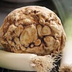 Lưu ý khi dùng thảo dược tốt cho thận